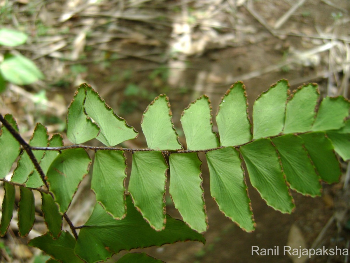 Adiantum latifolium Lam.